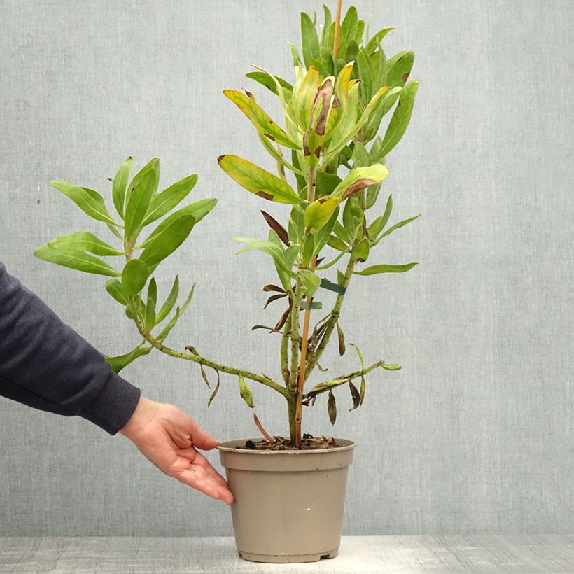 Esimerkki keväällä toimitetusta Protea Susara Pot de 4L/5L-taimesta