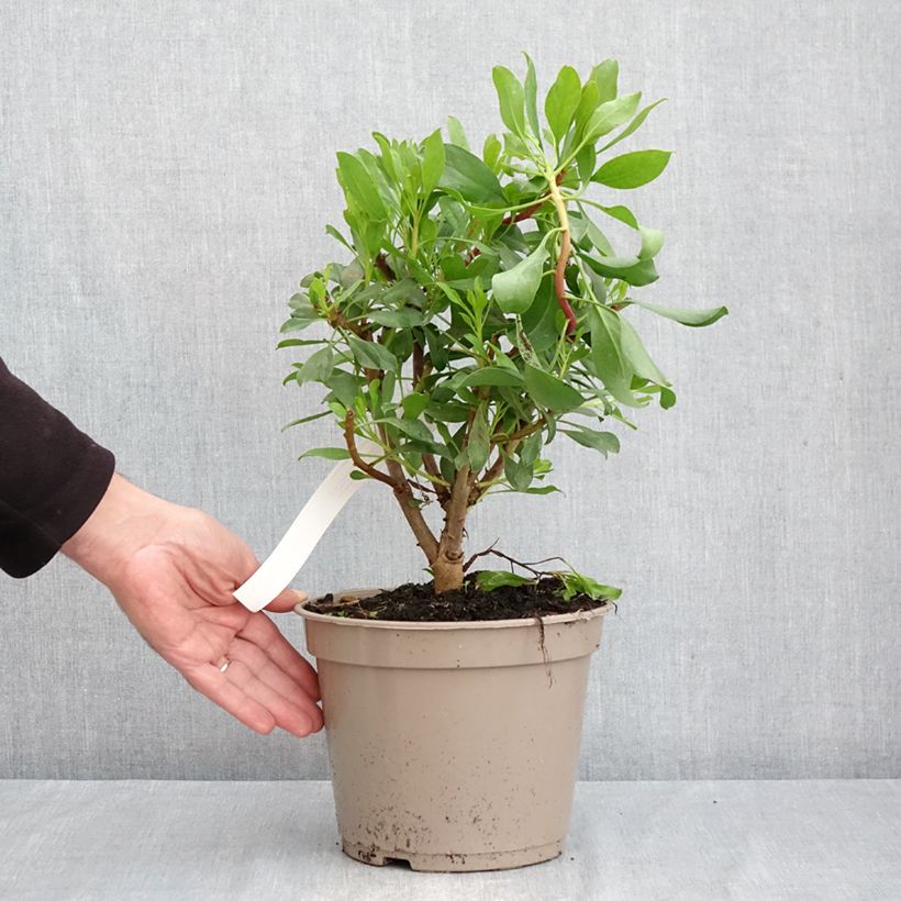 Esimerkki syksyllä toimitetusta Kuningasprotea - Protea cynaroides 4 litran/5 litran ruukku-taimesta