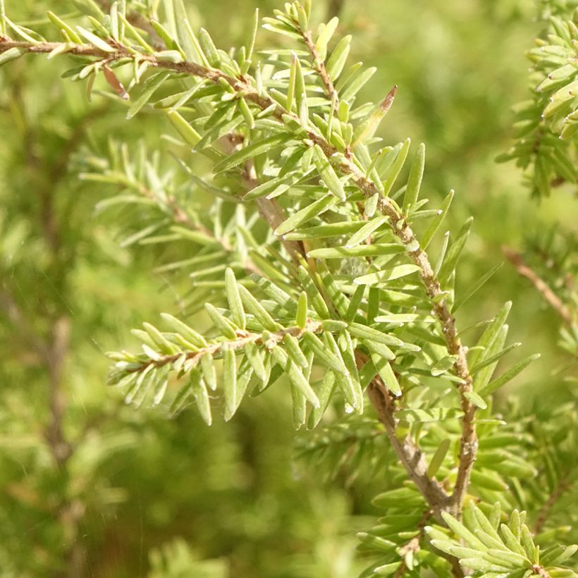 Lännenhemlokki - Tsuga heterophylla (Lehvistö)