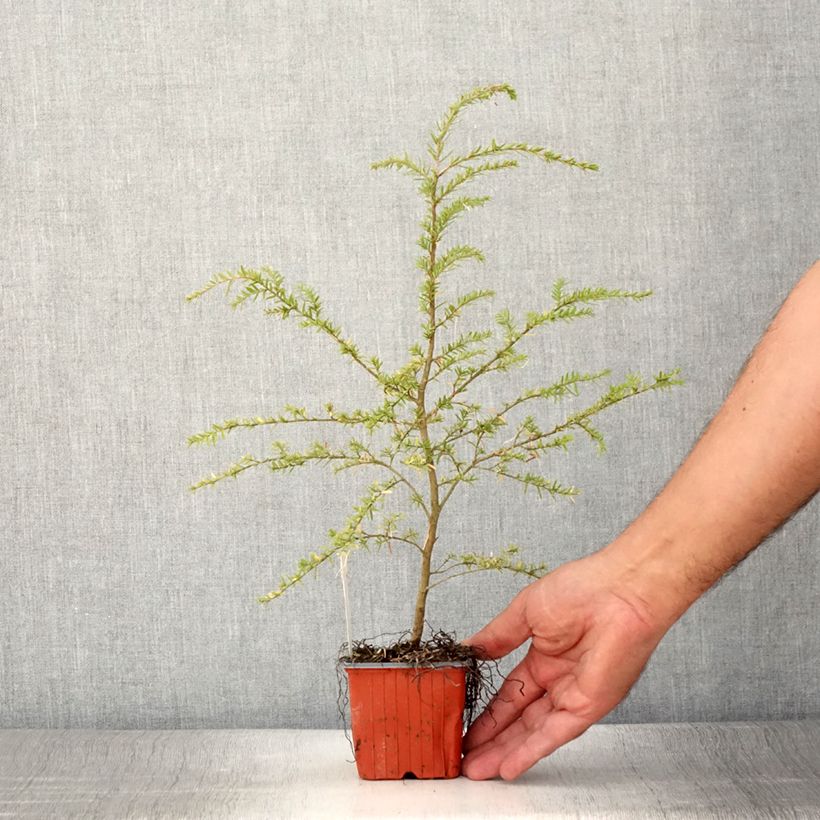 Esimerkki kesällä toimitetusta Lännenhemlokki - Tsuga heterophylla 8/9 cm taimiruukku-taimesta