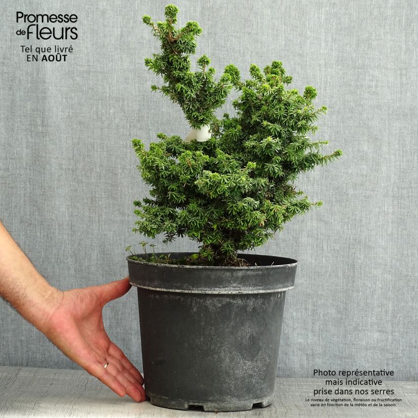 Esimerkki kesällä toimitetusta Kanadanhemlokki Jervis Pot de 7,5L/10L-taimesta