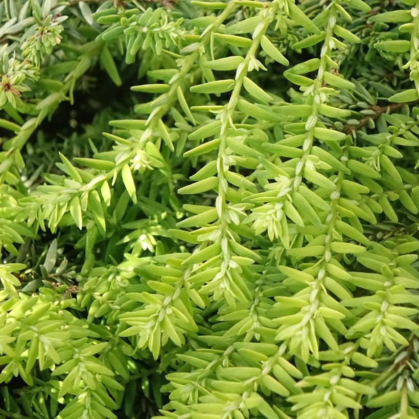 Kanadanhemlokki Nana (Lehvistö)