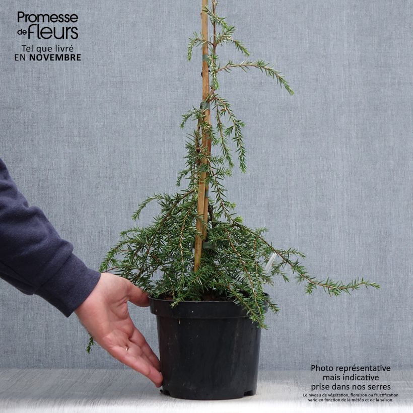 Esimerkki syksyllä toimitetusta Kanadanhemlokki Pendula 2 litran/3 litran ruukku-taimesta