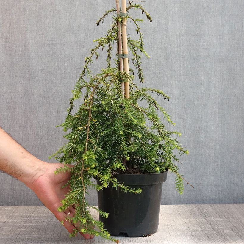 Esimerkki kesällä toimitetusta Kanadanhemlokki Pendula Pot de 2L/3L-taimesta