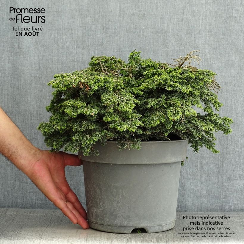 Esimerkki kesällä toimitetusta Kanadanhemlokki Popeleski Pot de 7,5L/10L-taimesta