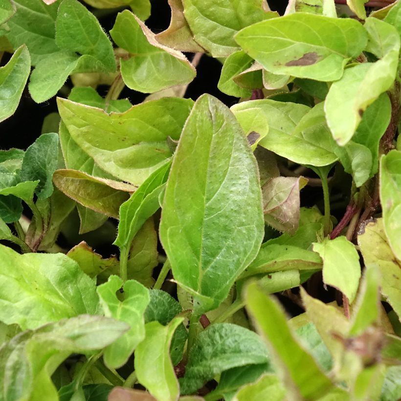 Niittyhumala - Prunella vulgaris (Lehvistö)