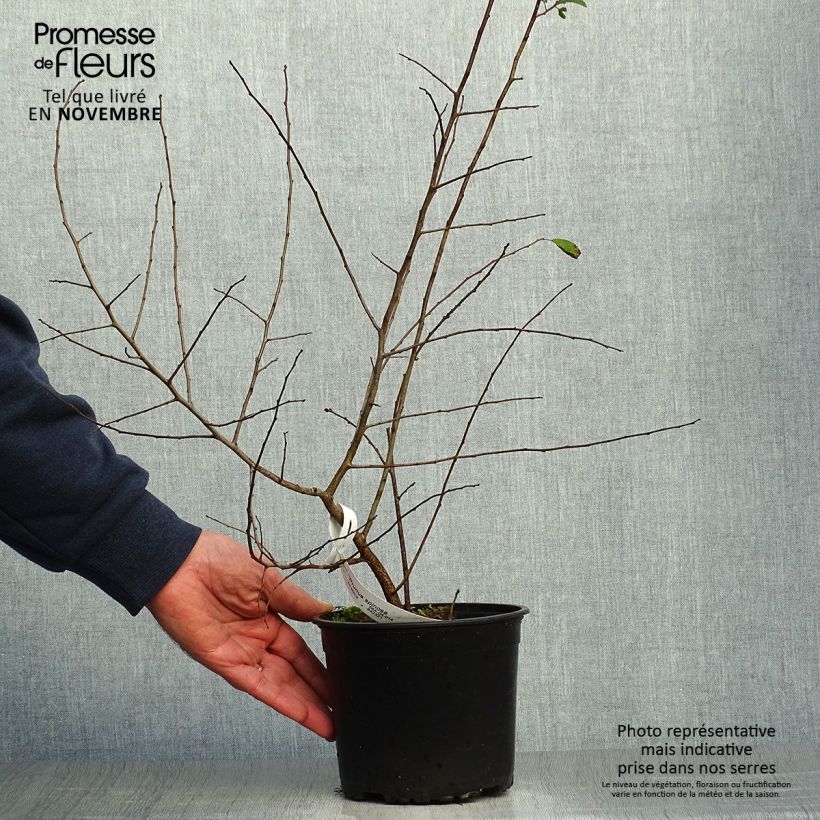 Esimerkki syksyllä toimitetusta Oratuomi - Prunus spinosa 2 litran/3 litran ruukku-taimesta