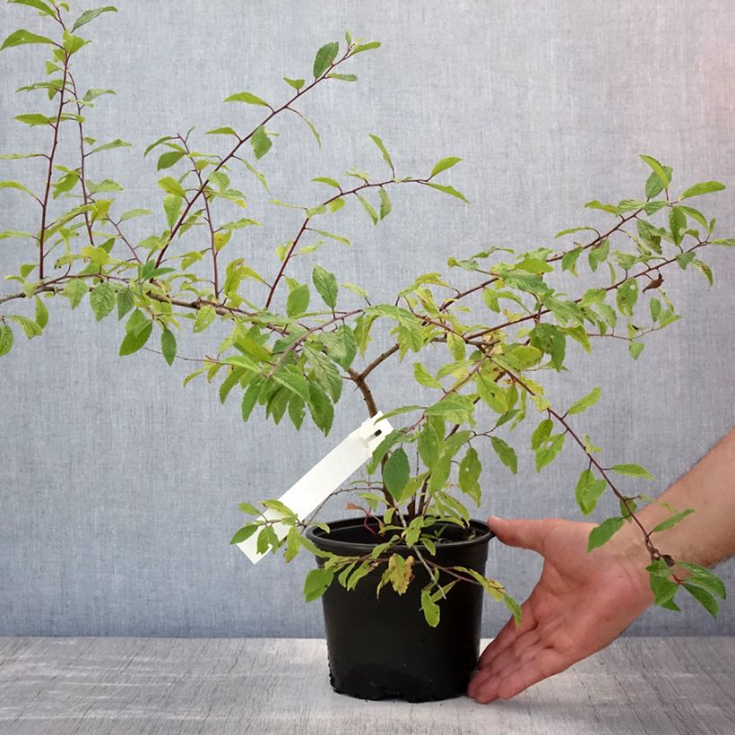 Esimerkki kesällä toimitetusta Oratuomi - Prunus spinosa Ruukku 2L / 3L-taimesta