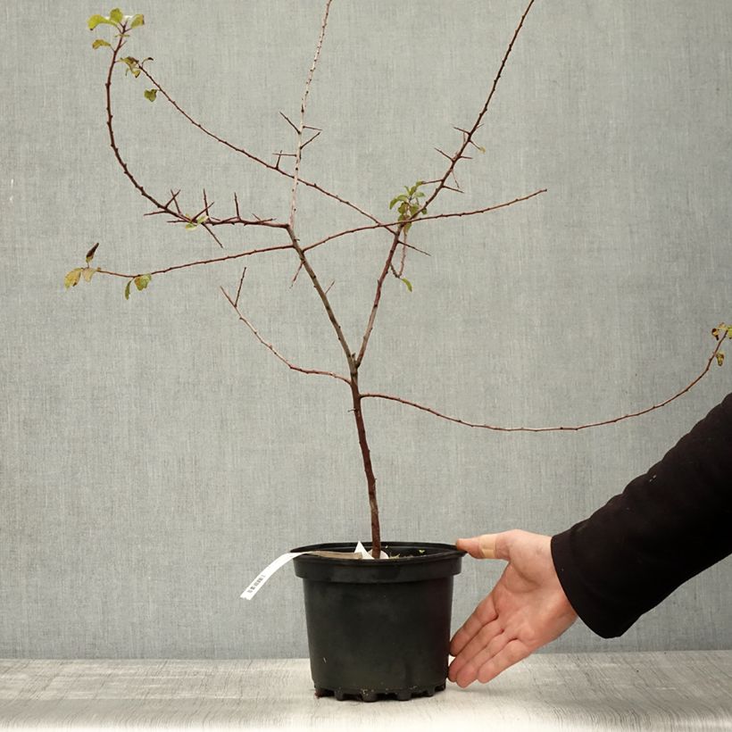 Esimerkki syksyllä toimitetusta Oratuomi - Prunus spinosa 3 litran/4 litran ruukku-taimesta
