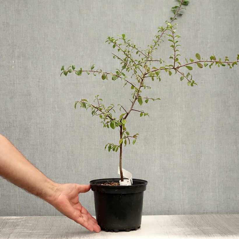 Esimerkki kesällä toimitetusta Oratuomi - Prunus spinosa Ruukku 3L / 4L-taimesta