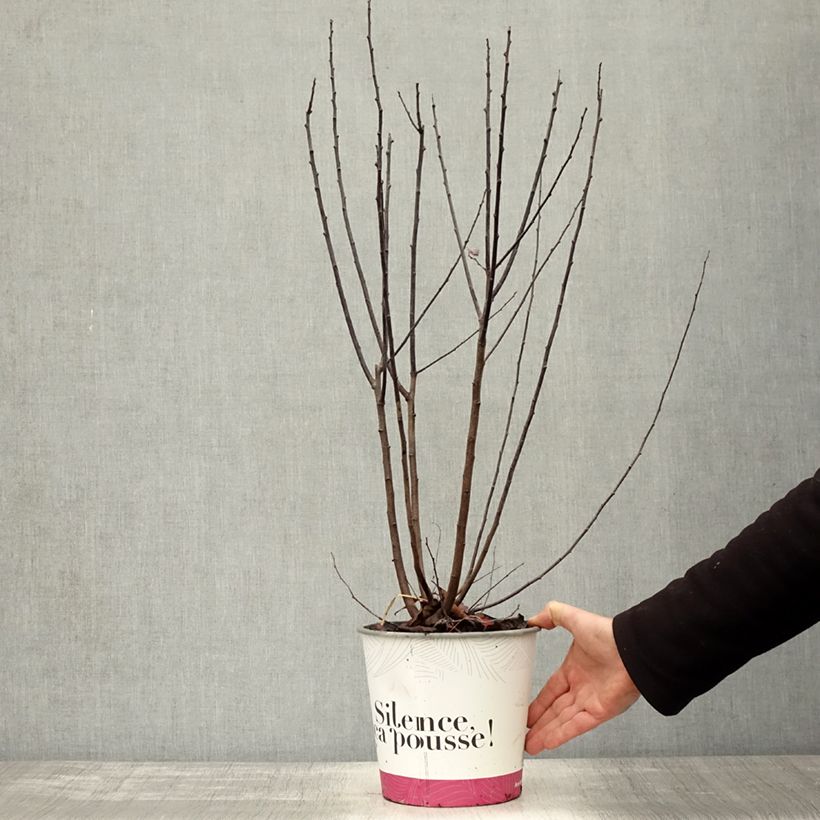 Esimerkki syksyllä toimitetusta Prunier à fleurs - Prunus cerasifera Nigra Pot de 3L/4L, Buisson, Touffe-taimesta