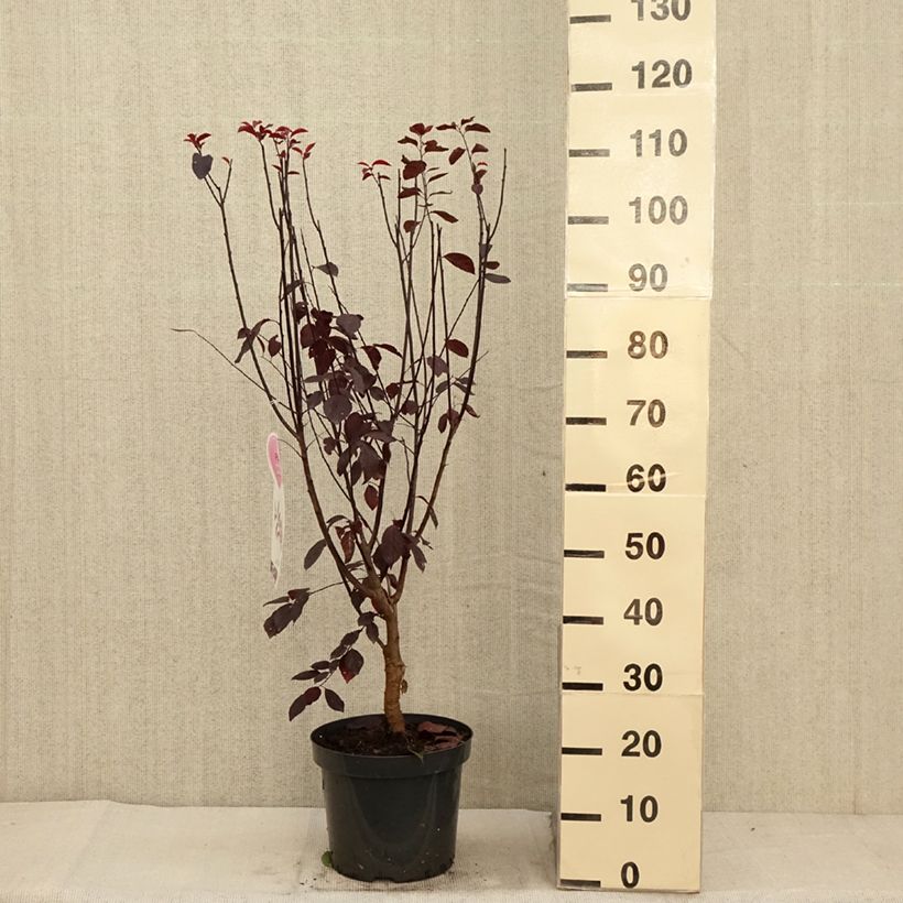 Esimerkki syksyllä toimitetusta Prunier à fleurs - Prunus cerasifera Nigra Pot de 7,5L/10L-taimesta