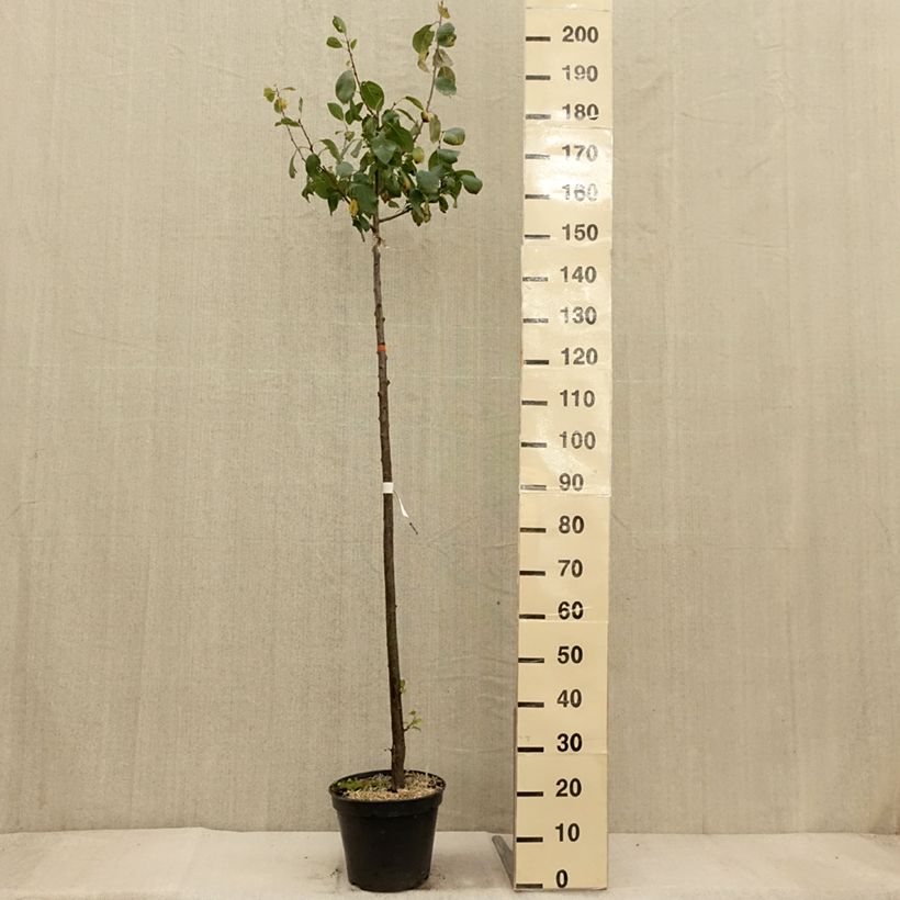 Esimerkki syksyllä toimitetusta Prunier Bleue de Belgique Pot de 7,5L/10L, Demi-Tige-taimesta
