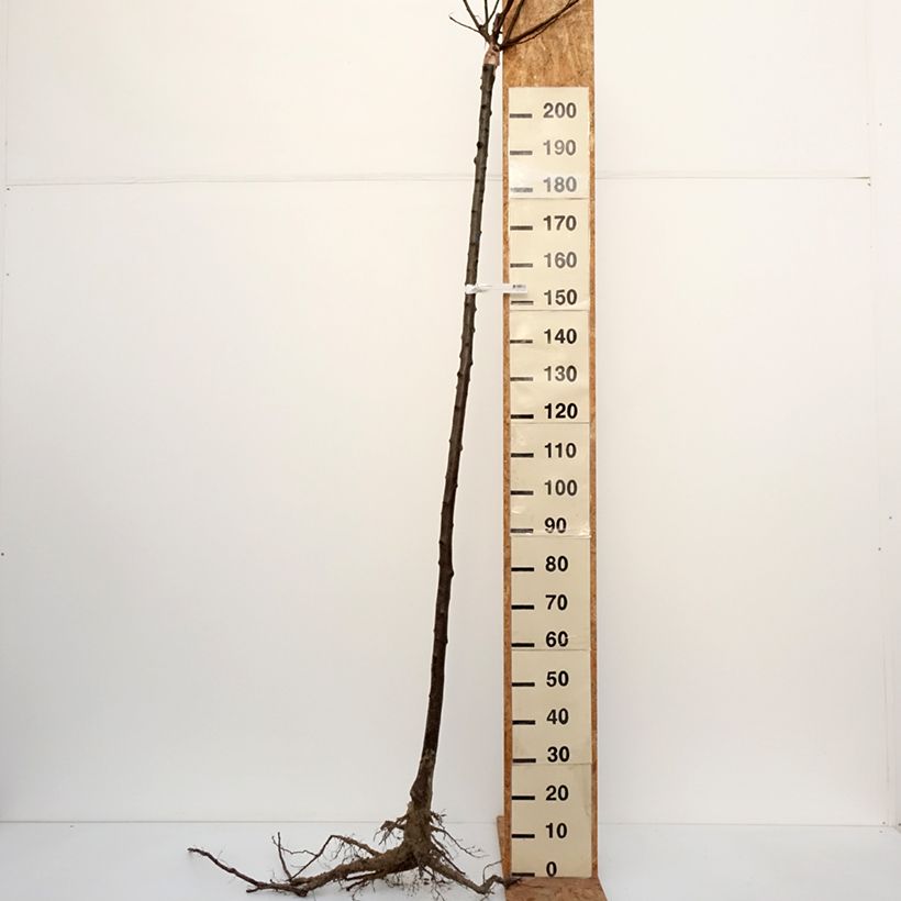 Esimerkki talvella toimitetusta Luumu Bleue de Belgique Paljaat juuret, Korkea runko-taimesta