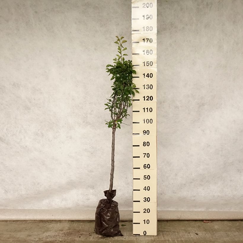 Esimerkki kesällä toimitetusta Luumu Miraclaude - Delbard "Istutusvalmis"-paakku, Maljamainen-taimesta