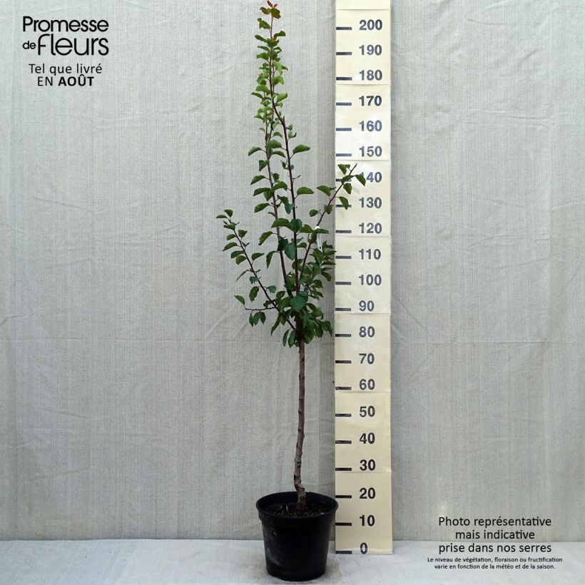 Esimerkki kesällä toimitetusta Prunier Sainte Catherine Pot de 7,5L/10L, Gobelet-taimesta