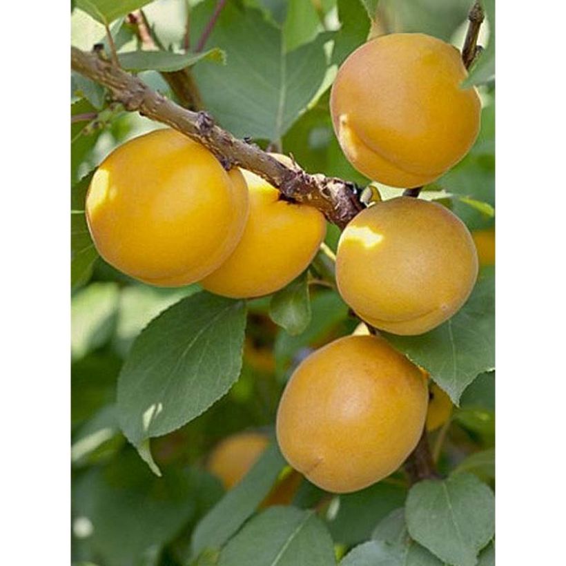 Aprikoosi Bulida (Sadonkorjuu)
