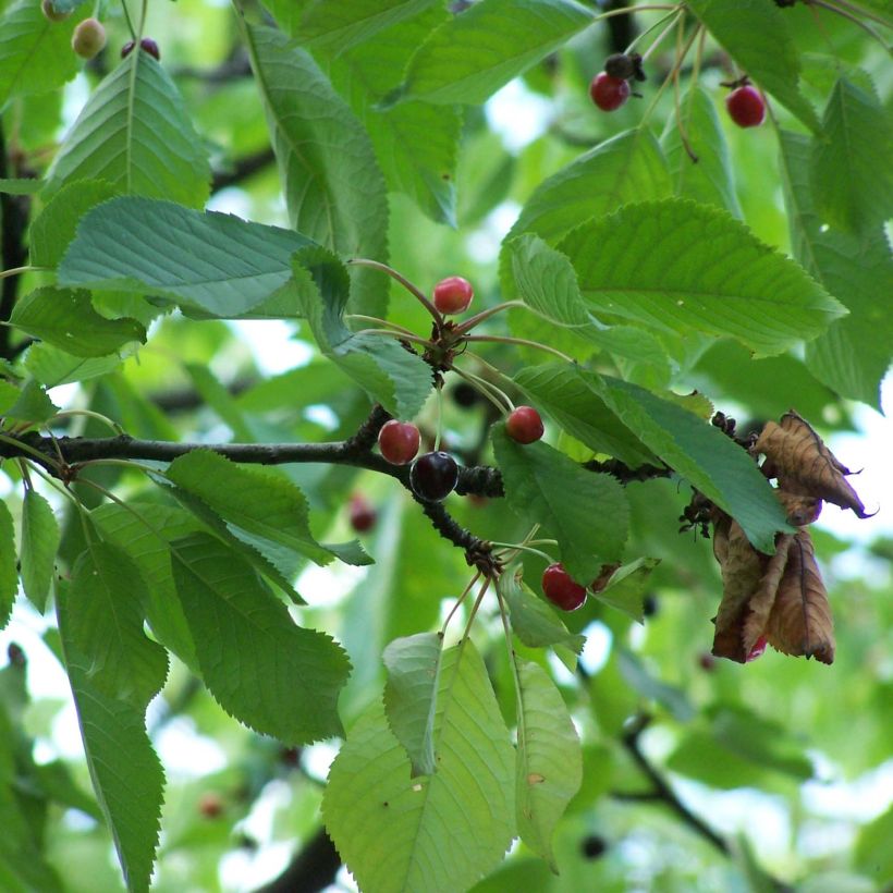 Imeläkirsikka - Prunus avium (Lehvistö)