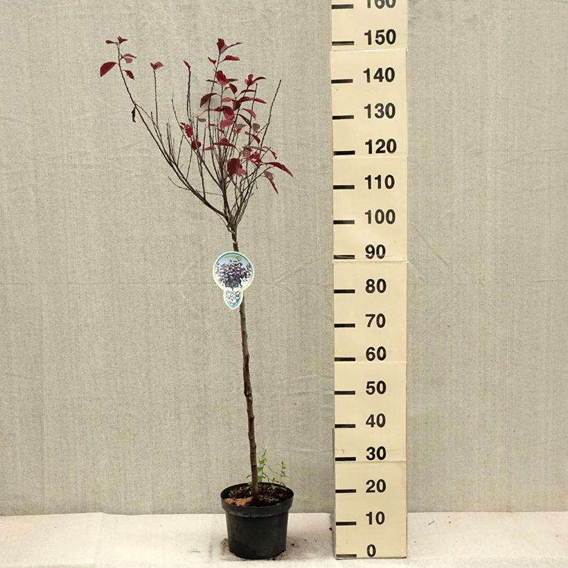 Esimerkki syksyllä toimitetusta Laakerikirsikka - Prunus x cistena 4 litran/5 litran ruukku, Runko-taimesta