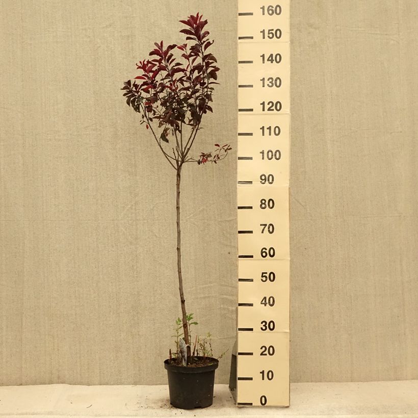 Esimerkki kesällä toimitetusta Laakerikirsikka - Prunus x cistena Ruukku 4L / 5L, Tige-taimesta