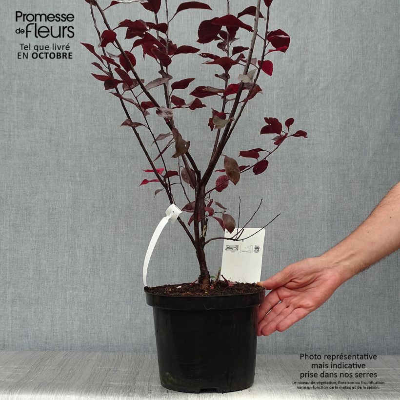 Esimerkki syksyllä toimitetusta Laakerikirsikka - Prunus x cistena 4 litran/5 litran ruukku-taimesta