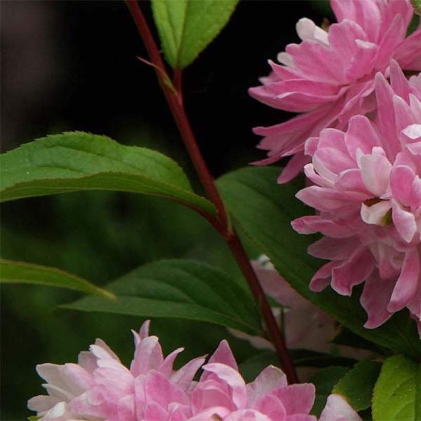Mantelikirsikka Rosea Plena (Lehvistö)