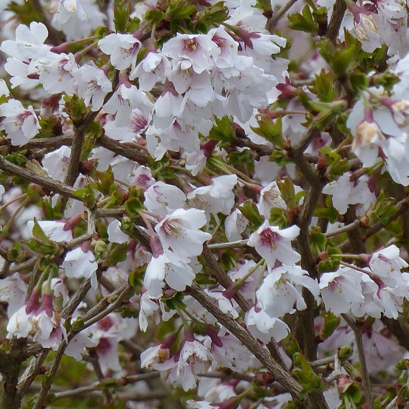 Japaninkääpiökirsikka Kojo no mai (Flowering)