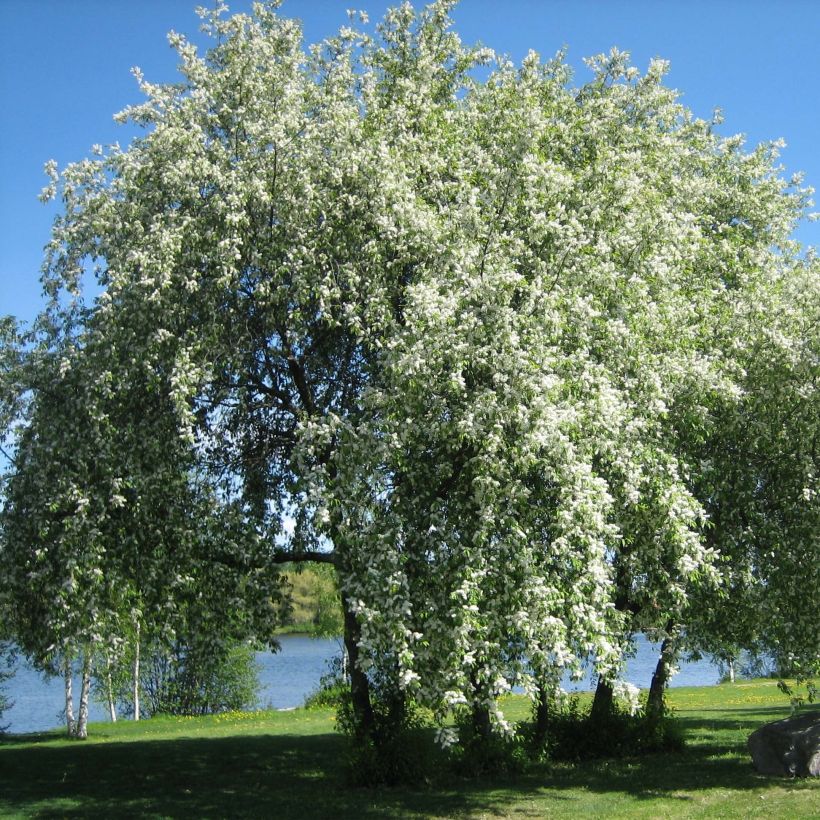 Tuomi - Prunus padus (Kasvutapa)