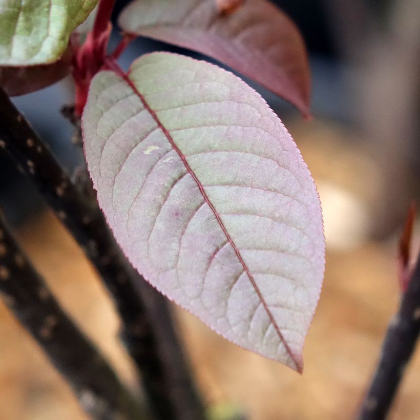 Tuomi Colorata (Lehvistö)