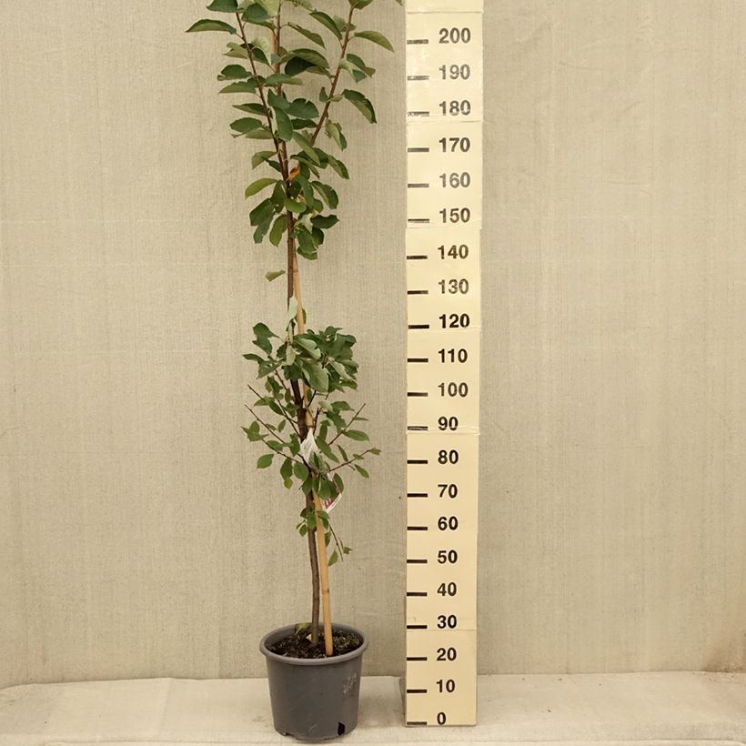 Esimerkki kesällä toimitetusta Tuomi Le Thoureil Pot de 12L/15L-taimesta
