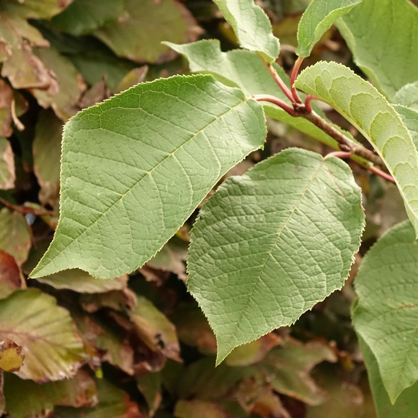 Tuomi Le Thoureil (Lehvistö)
