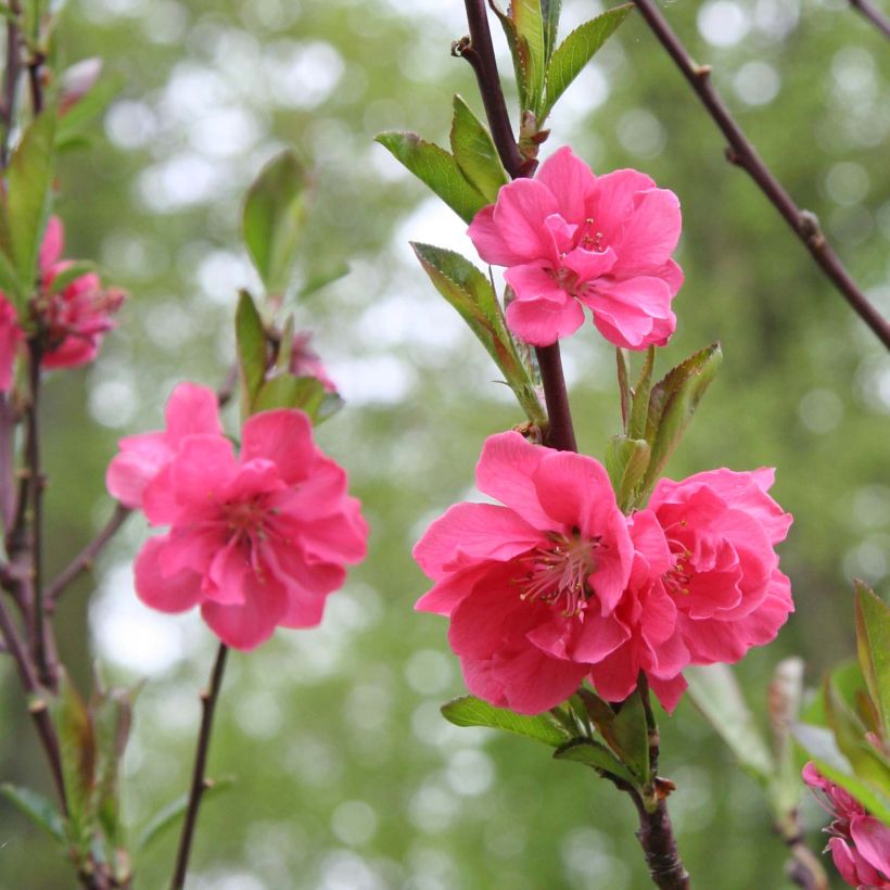 Persikka Taoflora Pink (Kukinta)