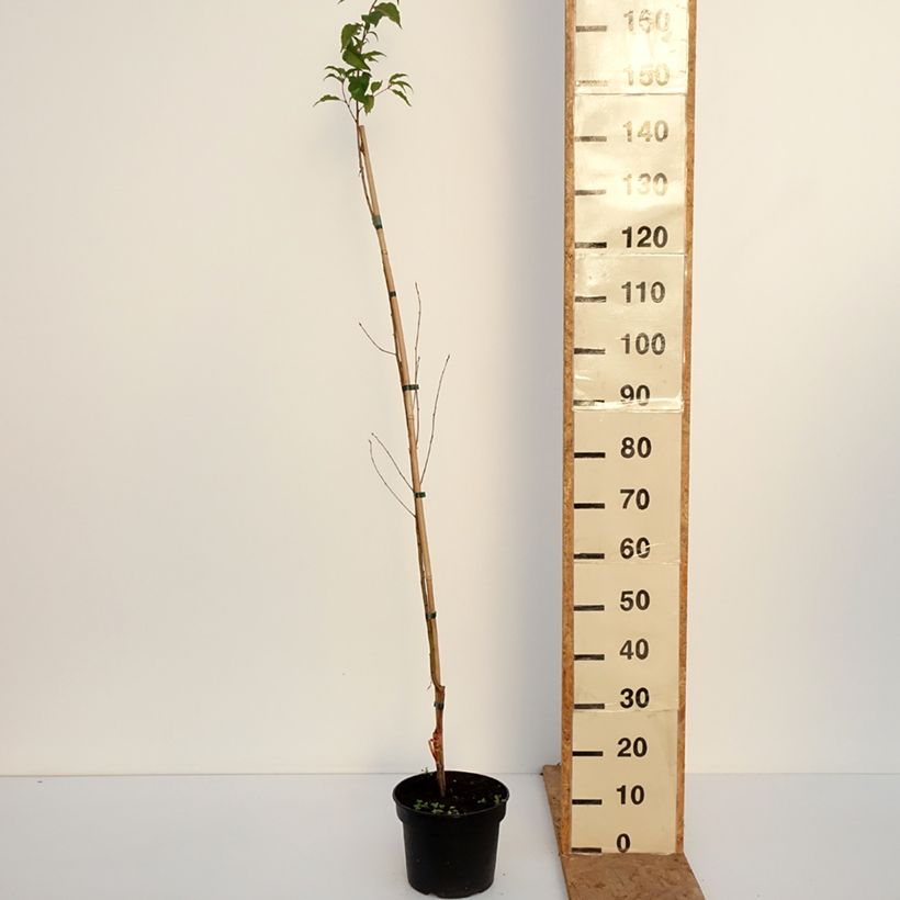 Esimerkki syksyllä toimitetusta Laakerikirsikka - Prunus rufa 4 litran/5 litran ruukku-taimesta