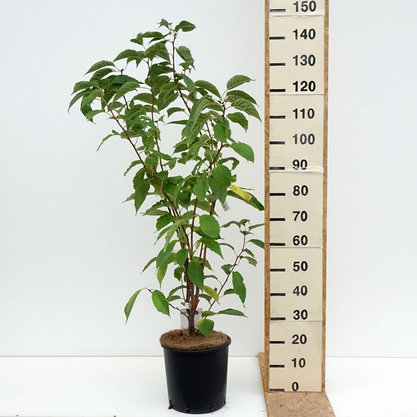 Esimerkki kesällä toimitetusta Japaninkirsikka Amanogawa Pot de 7,5L/10L-taimesta