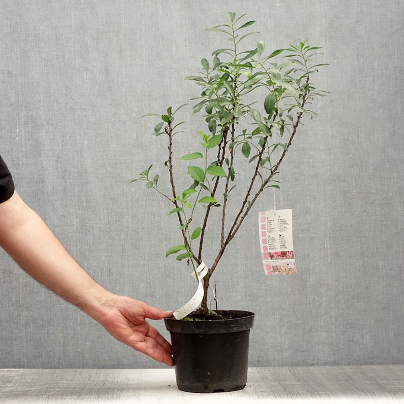 Esimerkki kesällä toimitetusta Kääpiömanteli Fire Hill Pot de 3L/4L-taimesta