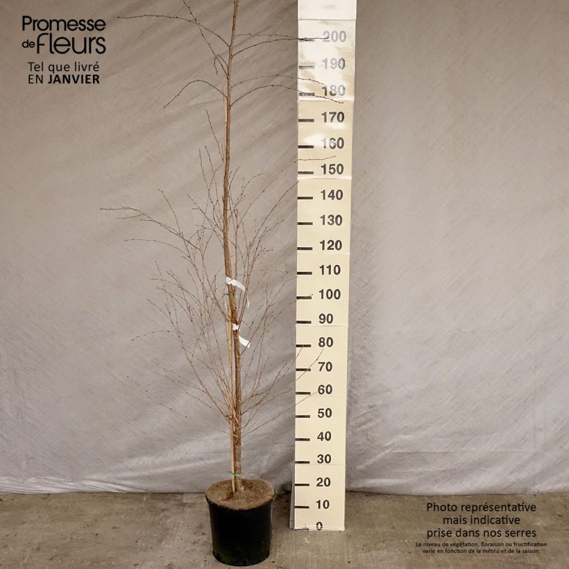 Esimerkki talvella toimitetusta Prunus The Bride - Cerisier à fleurs  Pot de 12L/15L, Tige-taimesta