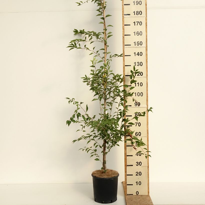 Esimerkki kesällä toimitetusta Laakerikirsikka The Bride Pot de 12L/15L, Tige-taimesta