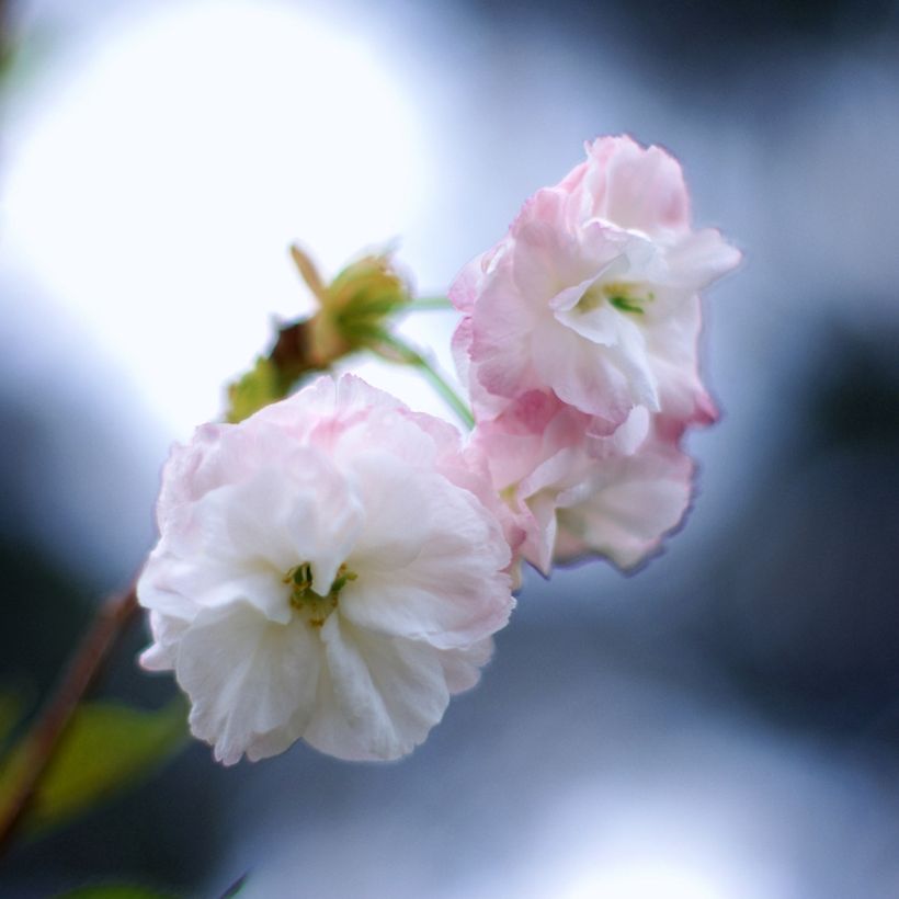 Japaninkirsikka Shirofugen (Kukinta)
