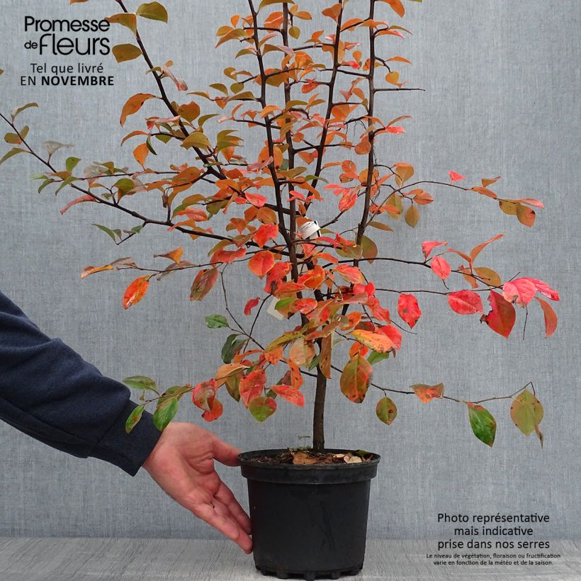 Esimerkki syksyllä toimitetusta Pseudocydonia sinensis 3 litran/4 litran ruukku-taimesta