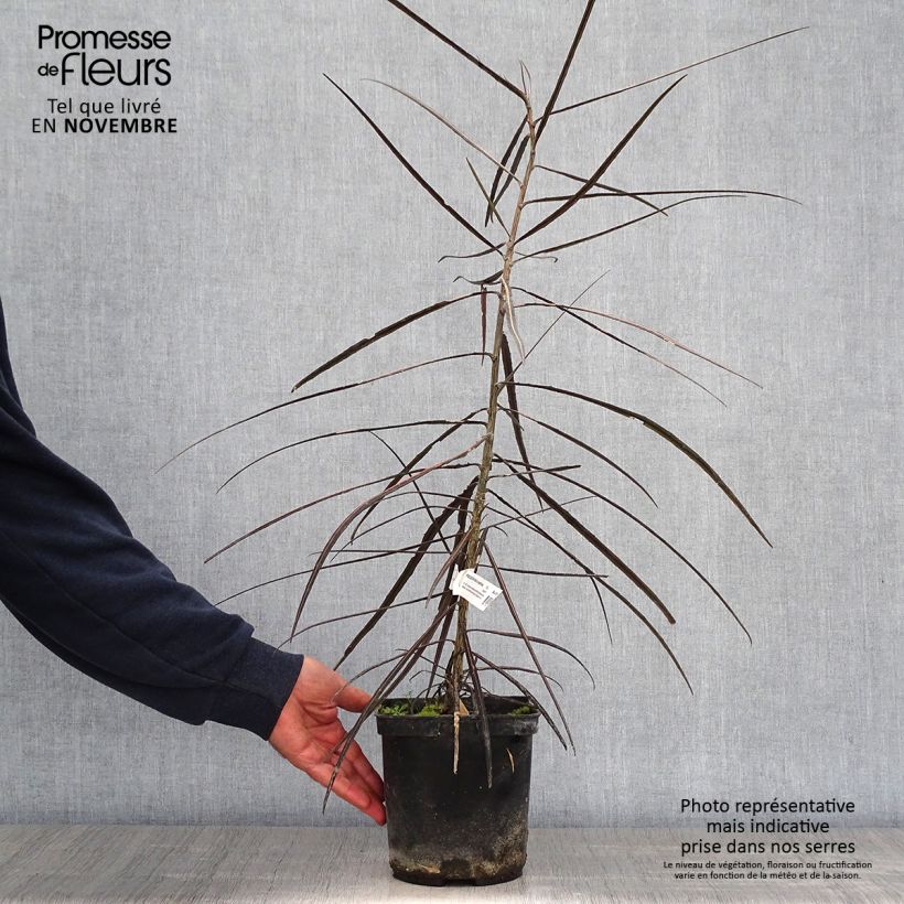Esimerkki syksyllä toimitetusta Harppuuna-aralia - Pseudopanax crassifolium 2 litran/3 litran ruukku-taimesta