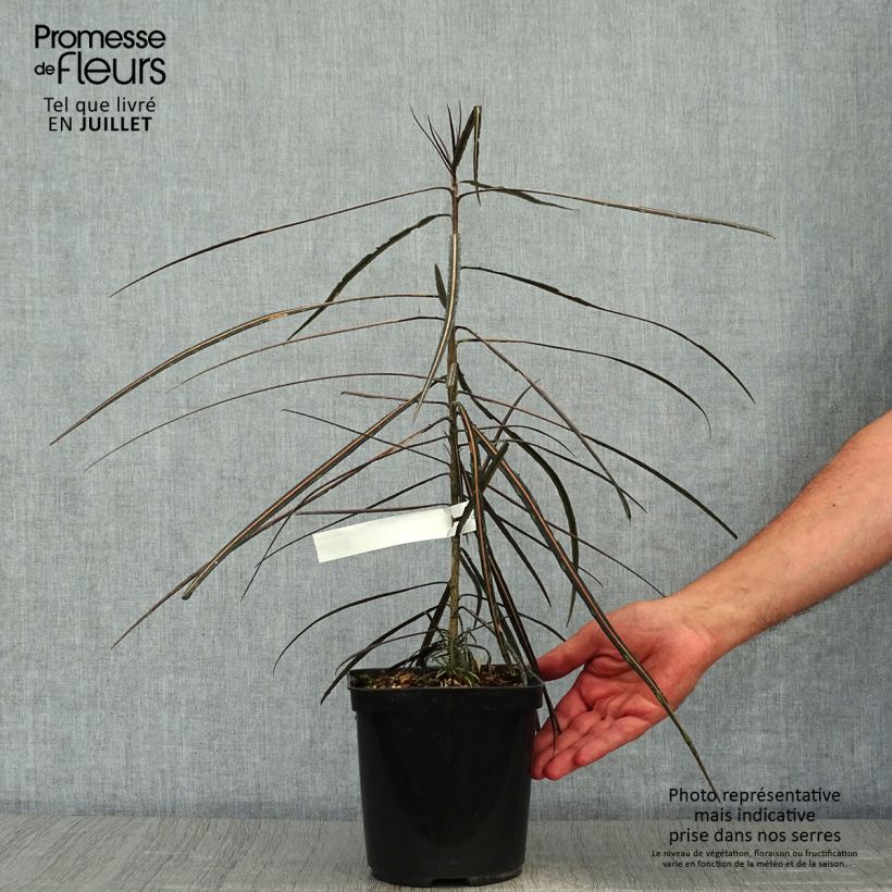 Esimerkki kesällä toimitetusta Harppuuna-aralia - Pseudopanax crassifolium Ruukku 2L / 3L-taimesta