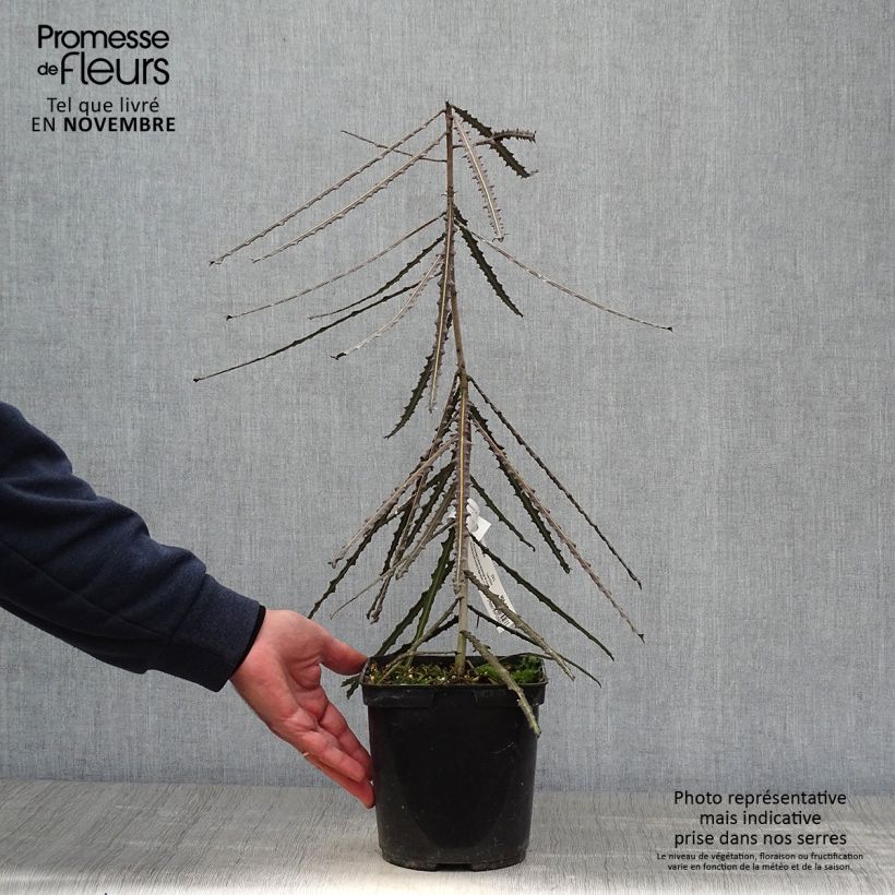 Esimerkki syksyllä toimitetusta Pseudopanax ferox 2 litran/3 litran ruukku-taimesta