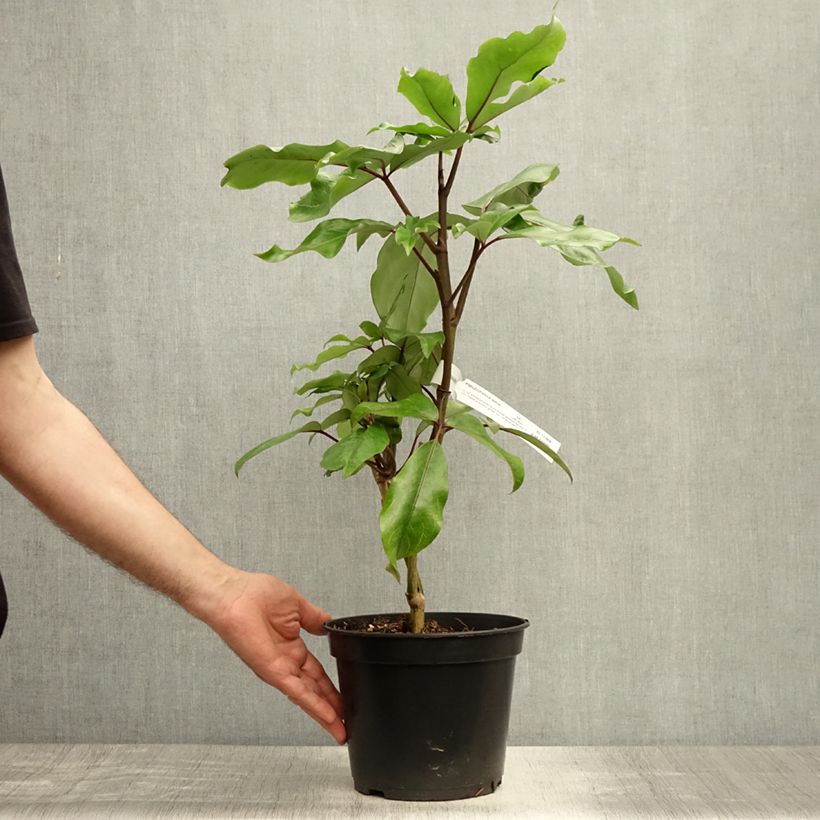 Esimerkki kesällä toimitetusta Pseudopanax laetus Ruukku 3L / 4L-taimesta