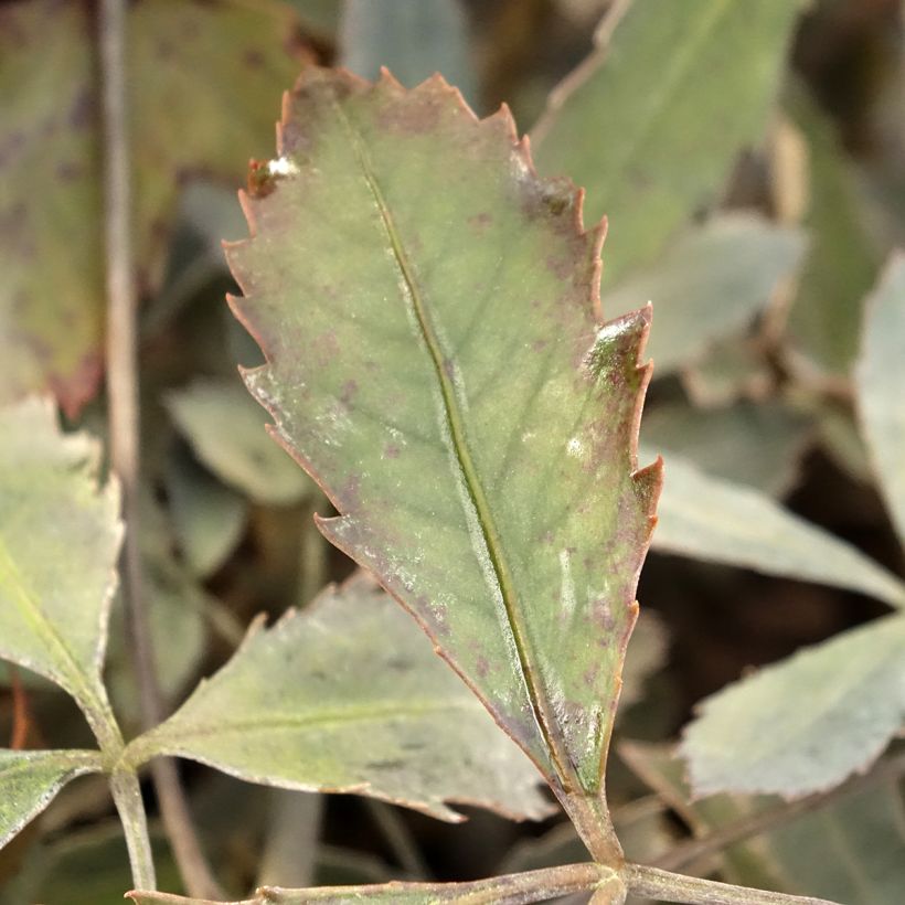 Pseudopanax lessonii Rangatira (Lehvistö)