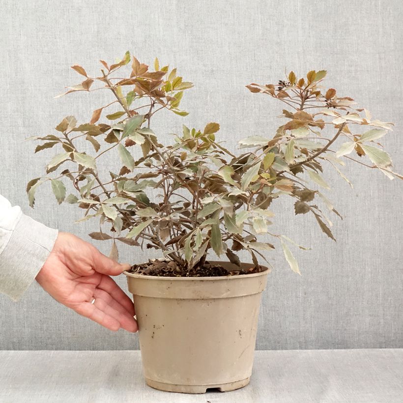 Esimerkki syksyllä toimitetusta Pseudopanax lessonii Rangatira 4 litran/5 litran ruukku-taimesta