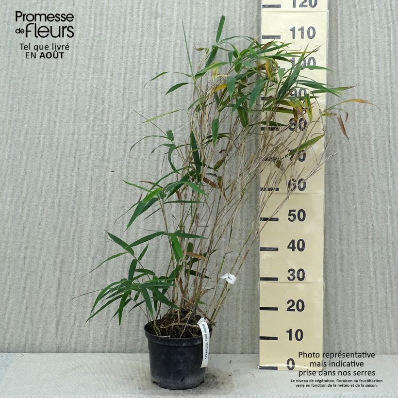 Esimerkki kesällä toimitetusta Japaninbambu Tsutsumiana Pot de 4L/5L-taimesta