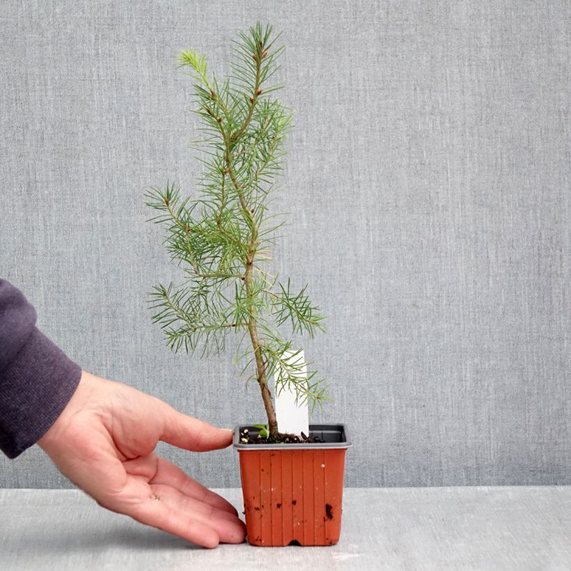 Esimerkki syksyllä toimitetusta Douglaskuusi - Pseudotsuga menziesii 8/9 cm taimiruukku-taimesta