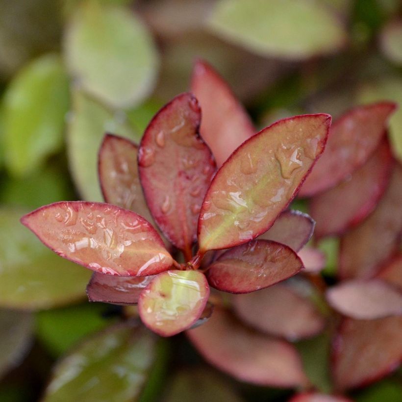 Pseudowintera colorata (Lehvistö)