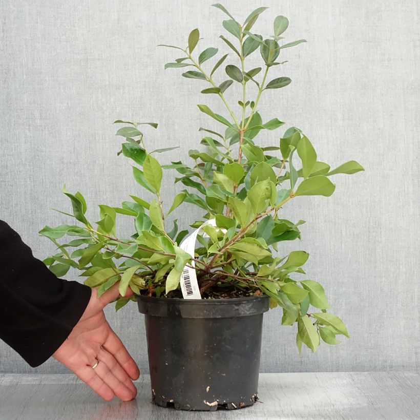 Esimerkki syksyllä toimitetusta Mansikkaguava - Psidium cattleianum 2 litran/3 litran ruukku-taimesta
