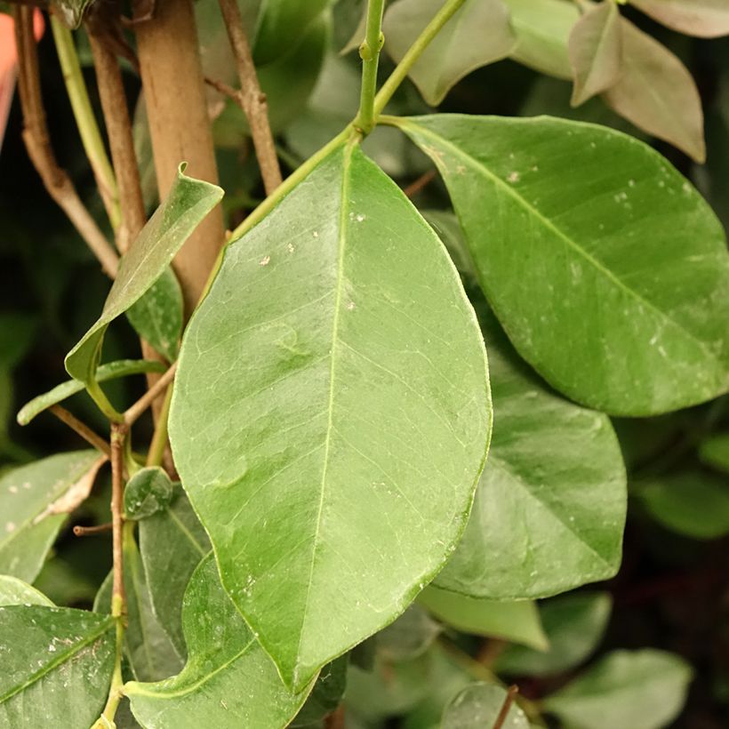Mansikkaguava - Psidium cattleianum (Lehvistö)